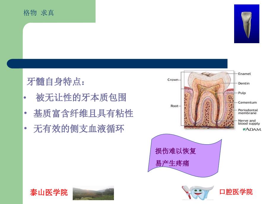 牙髓及根尖周的组织学特点_第4页