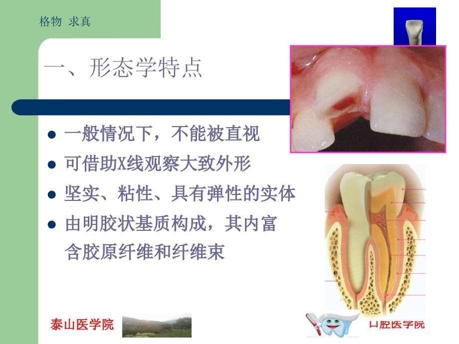 牙髓及根尖周的组织学特点_第5页