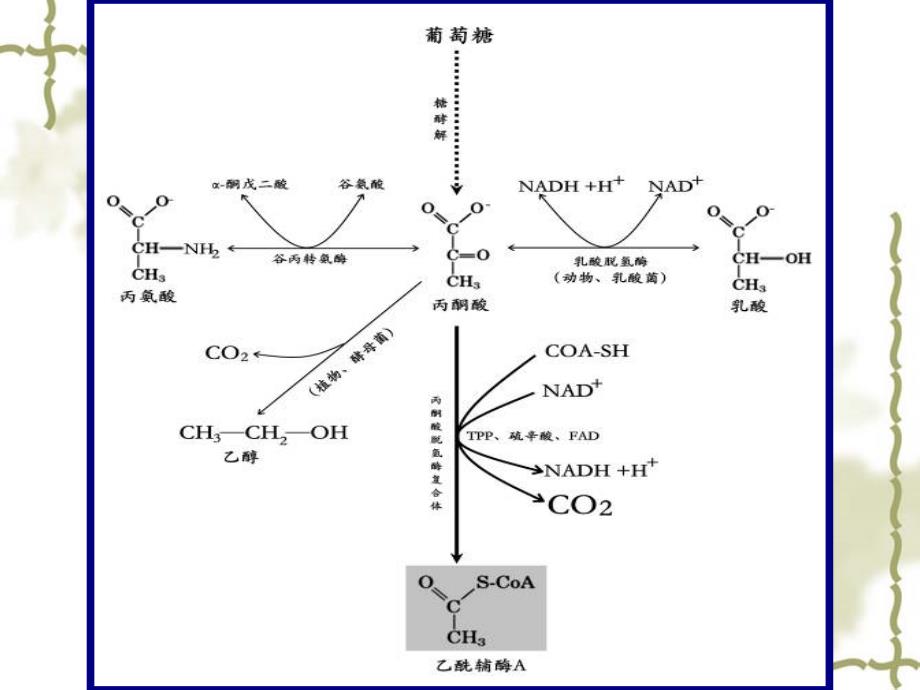 生物化学柠檬酸循环PPT课件_第4页