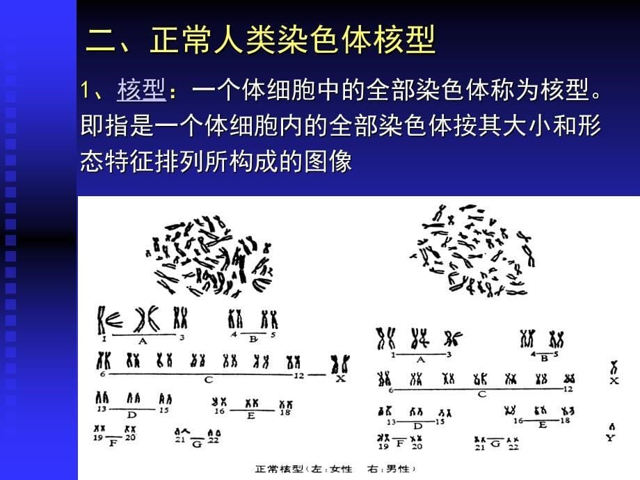 人染色体与染色体病_第5页