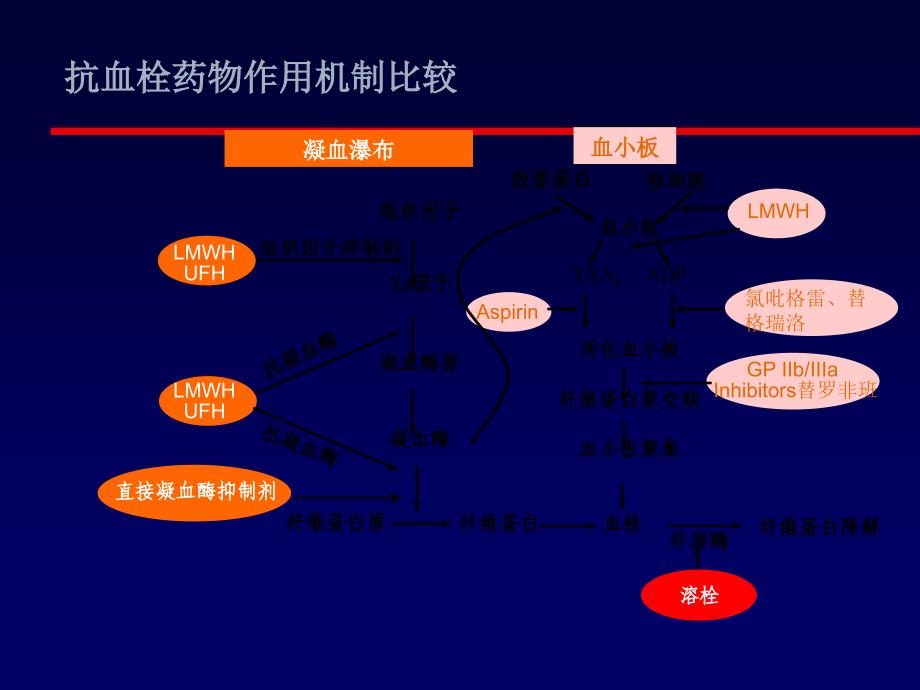 《抗血小板药物》PPT课件.ppt_第3页