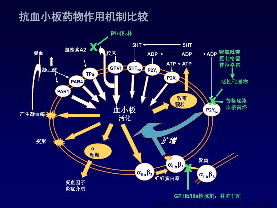 《抗血小板药物》PPT课件.ppt_第4页