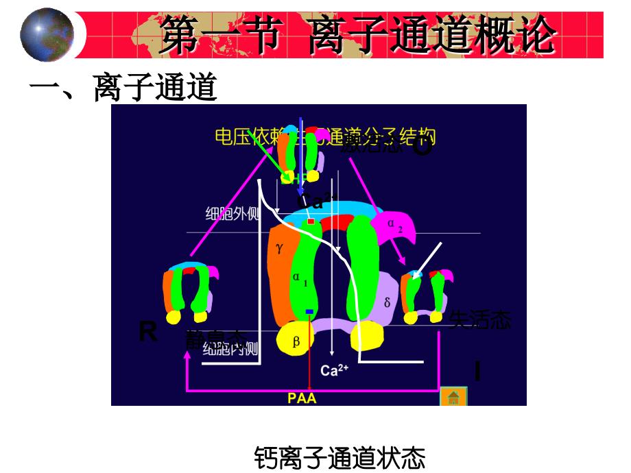 药理学-钙通道阻滞药课件_第2页