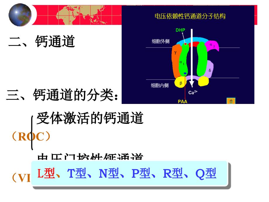 药理学-钙通道阻滞药课件_第3页