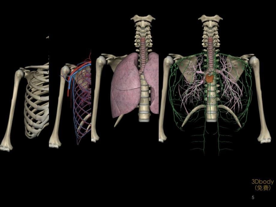 胸部解剖概述1PPT课件_第5页