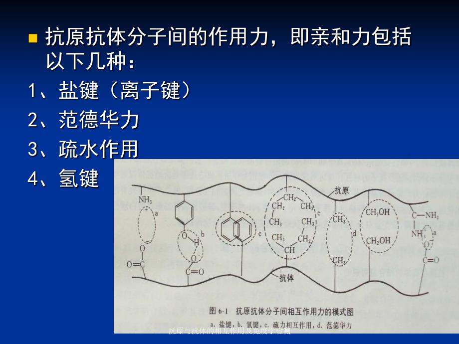 抗原与抗体的相互作用及免疫学检测课件_第4页