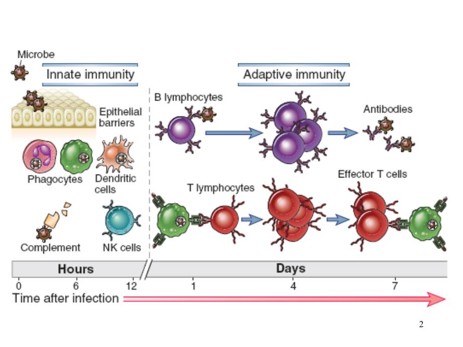 医学免疫学课件：适应性免疫应答 英五班2学时 (2)_第2页