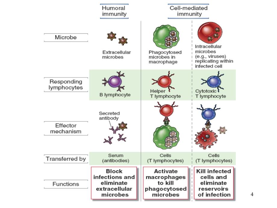 医学免疫学课件：适应性免疫应答 英五班2学时 (2)_第4页