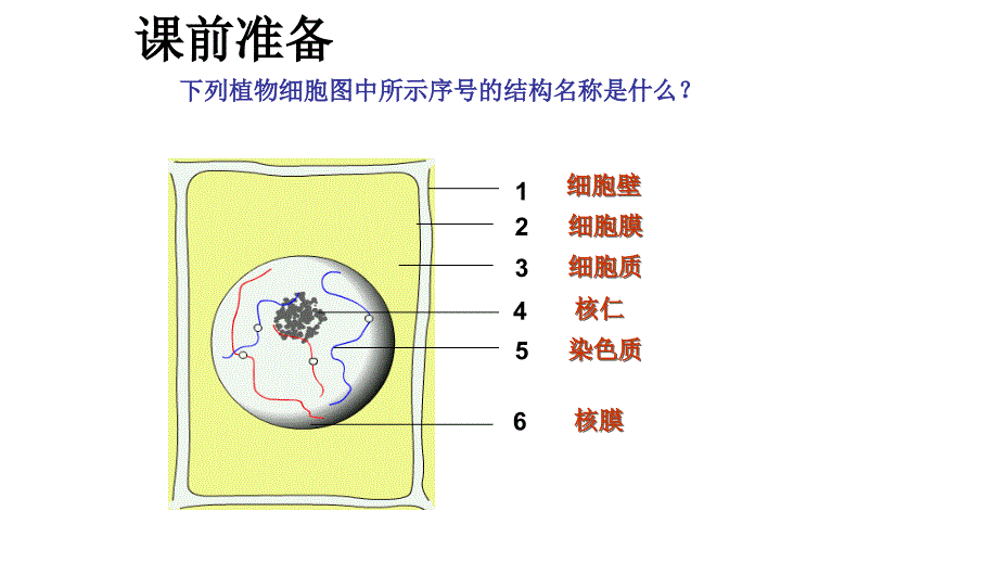 有丝分裂课件讲课用(精华版)_第4页