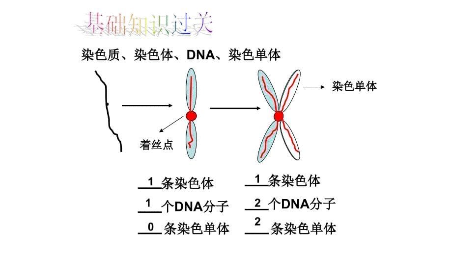 有丝分裂课件讲课用(精华版)_第5页