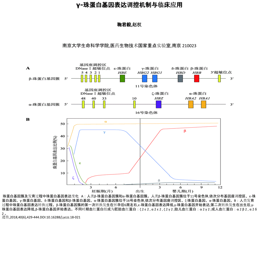 γ-珠蛋白基因表达调控机制与临床应用_第1页