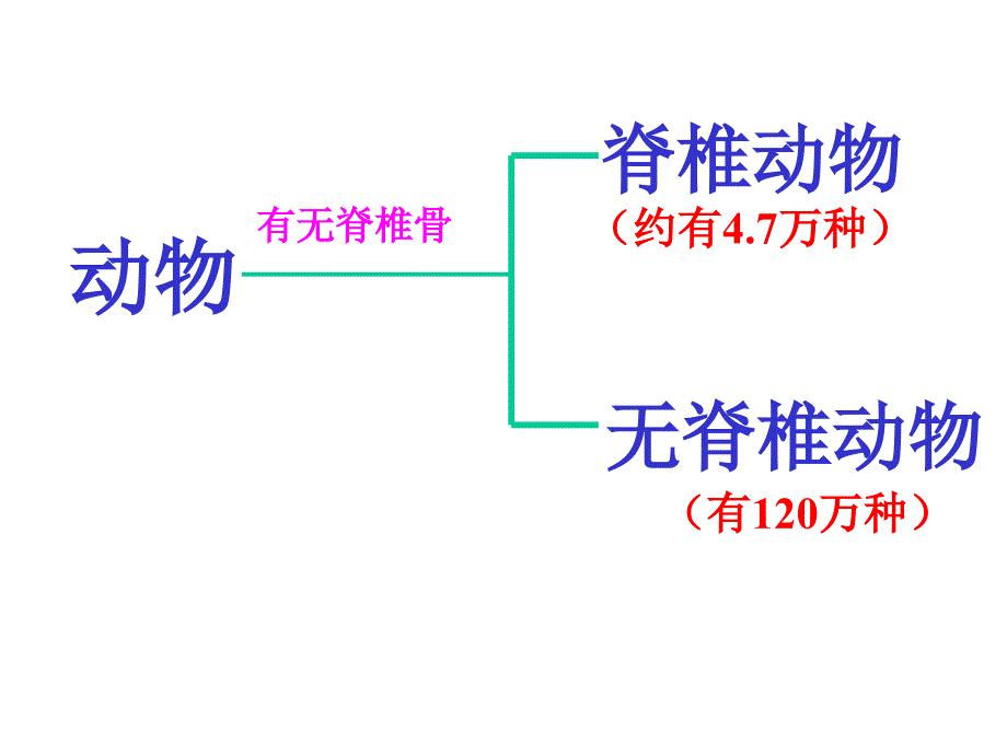 脊椎动物和无脊椎动物课件_第3页