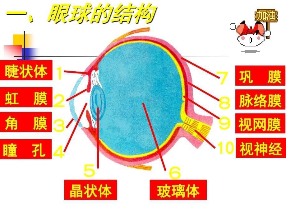 第三节眼与视觉_第5页