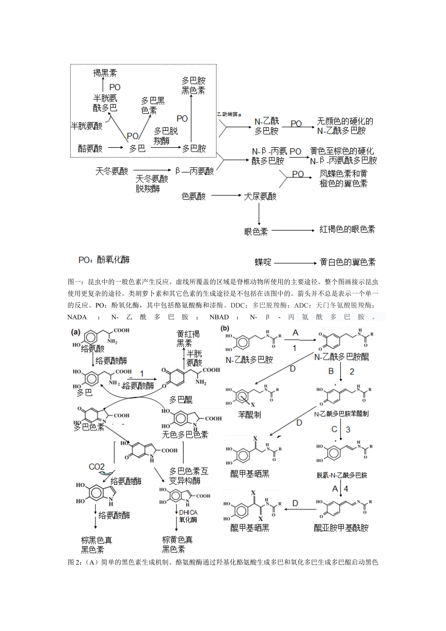 昆虫的复杂性表皮色素沉着中文.doc_第2页