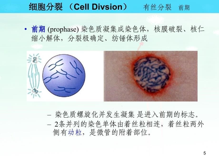 细胞分裂与细胞分裂课件_第5页