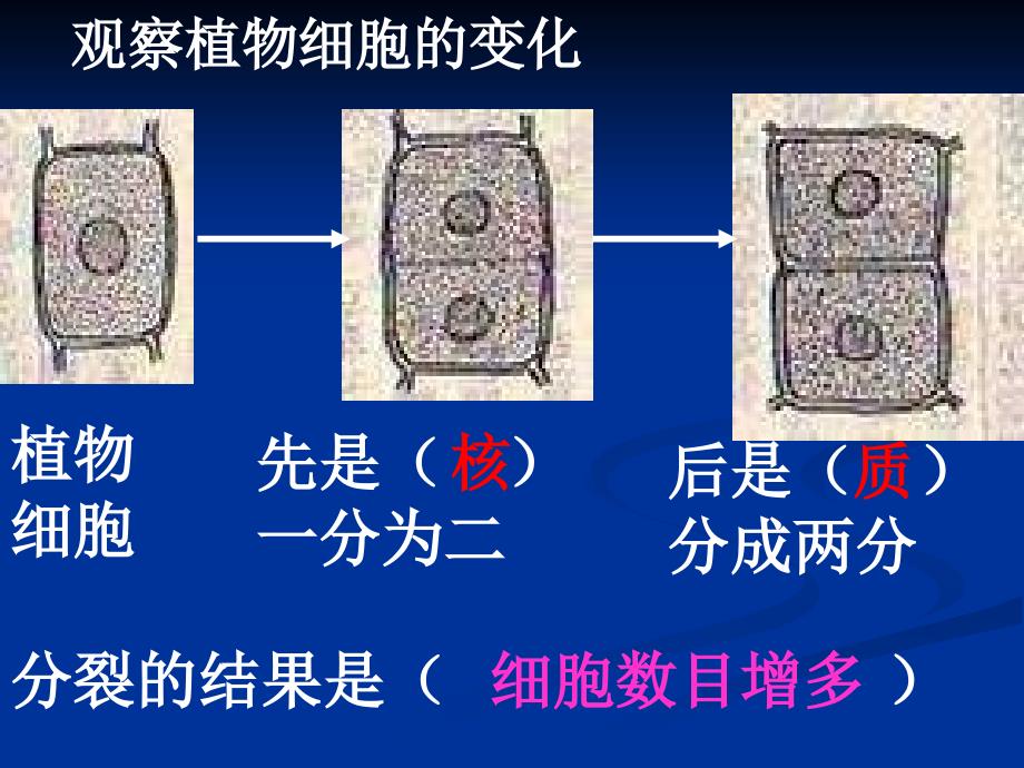 2.2.3 细胞通过分裂产生细胞3_第4页