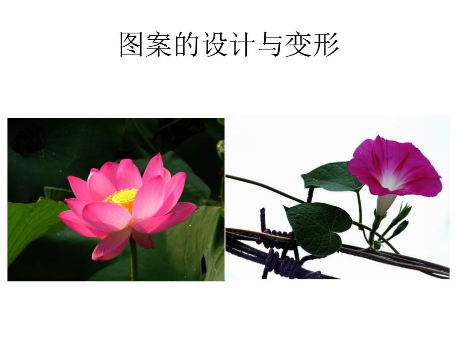 《美丽的花》课件_第3页