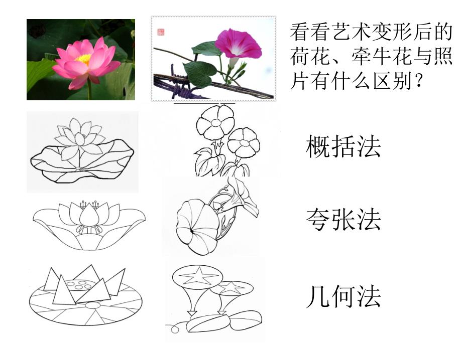 《美丽的花》课件_第4页