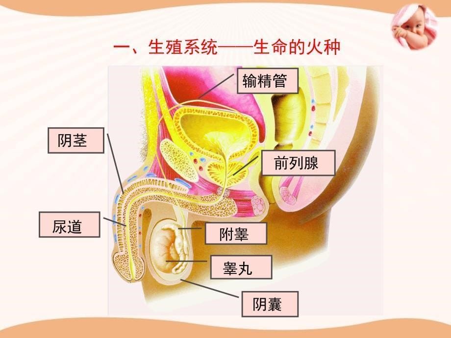 第三节人的生殖和胚胎发育_第5页