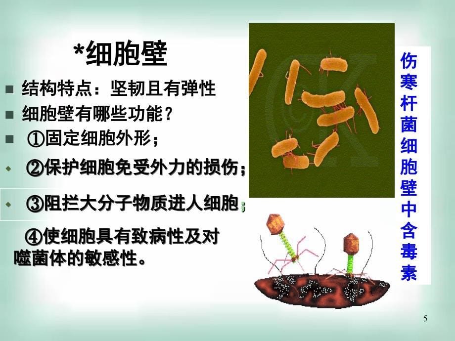 微生物的实验室培养ppt分享资料_第5页