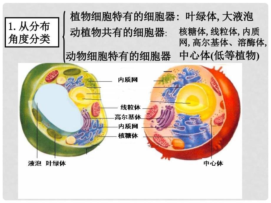 高中生物《细胞质》课件5 浙科版必修1_第5页