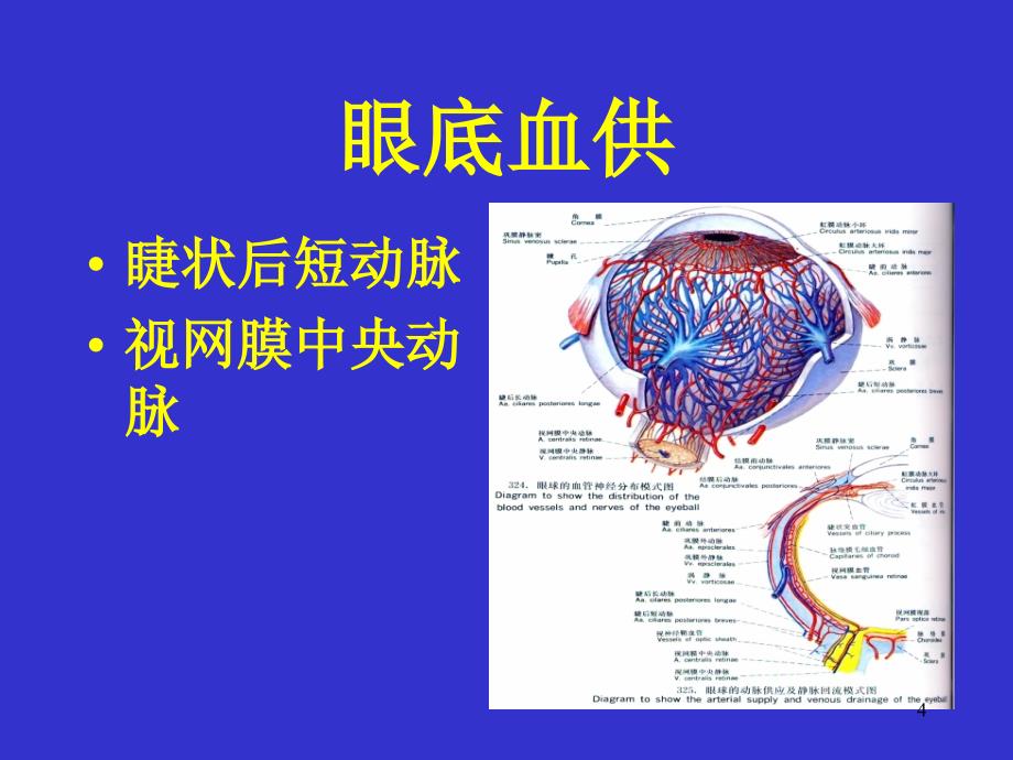 眼底血管荧光造影_第4页