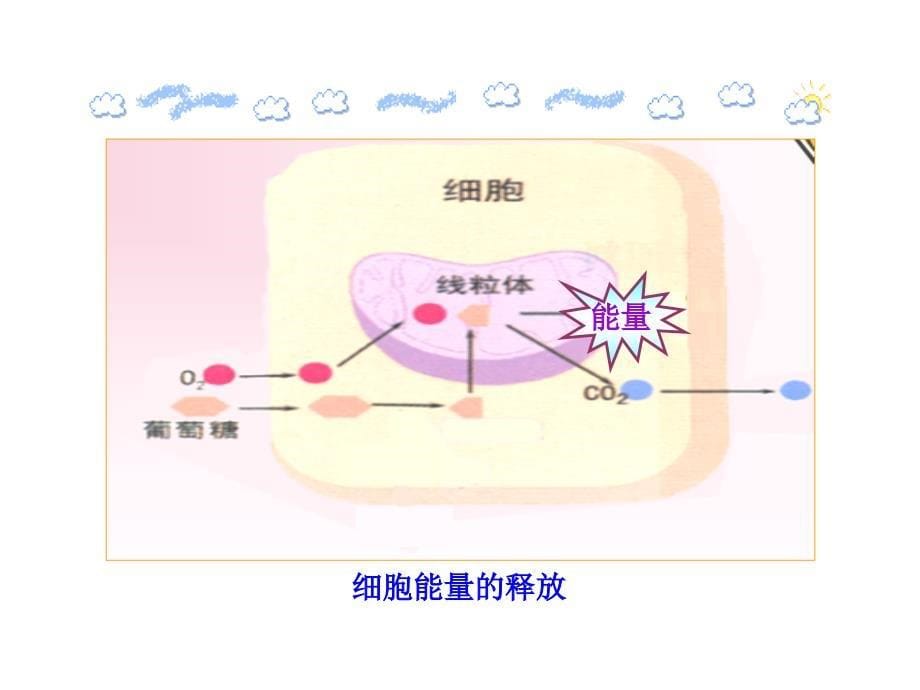 第10章第五节人体能量的供给（苏教版七年级下）_第5页