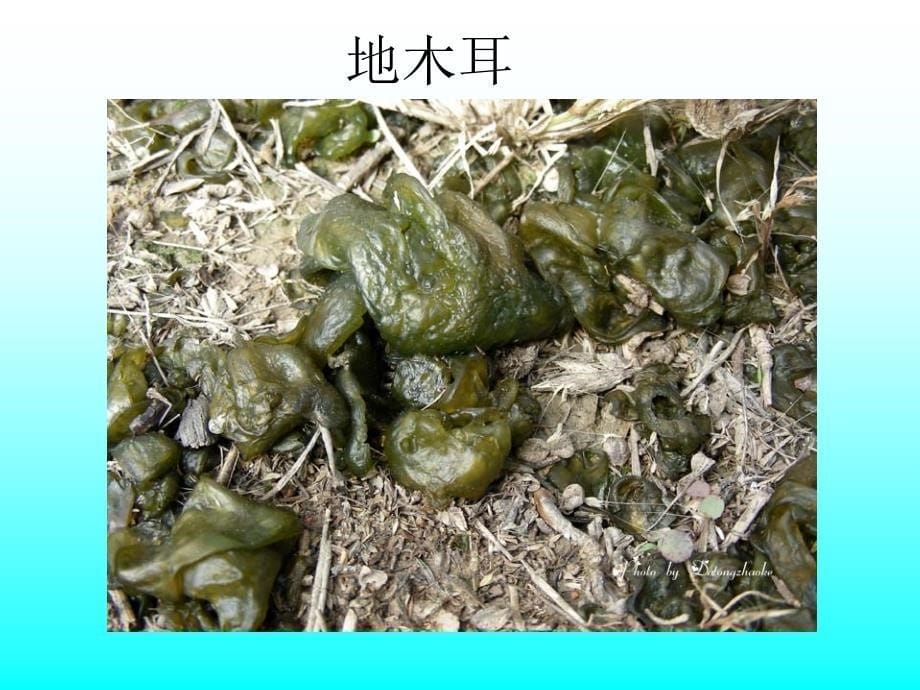 读书交流藻类植物资源_第5页