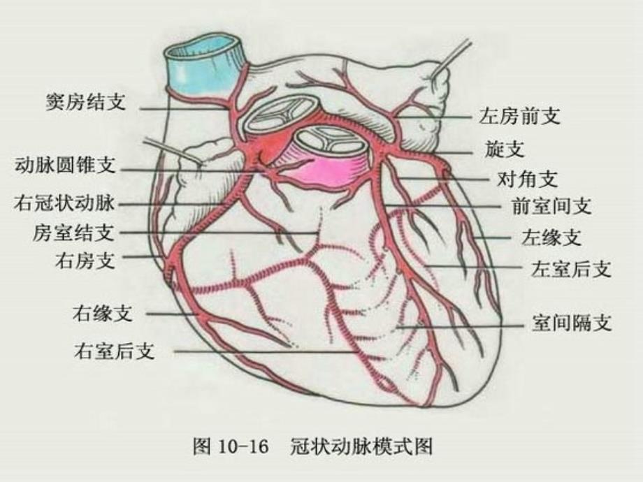 冠脉造影与支架置入术_第2页