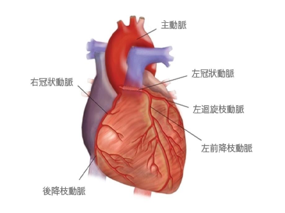 冠脉造影与支架置入术_第3页