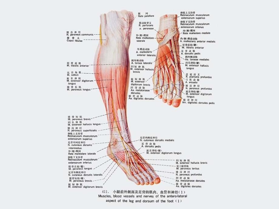 局部解剖学：下肢（二）_第2页