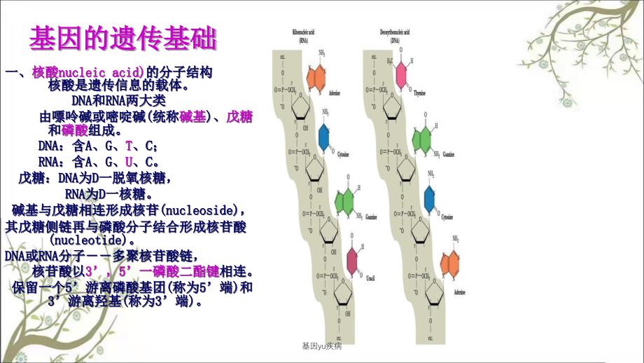 基因yu疾病课件_第4页