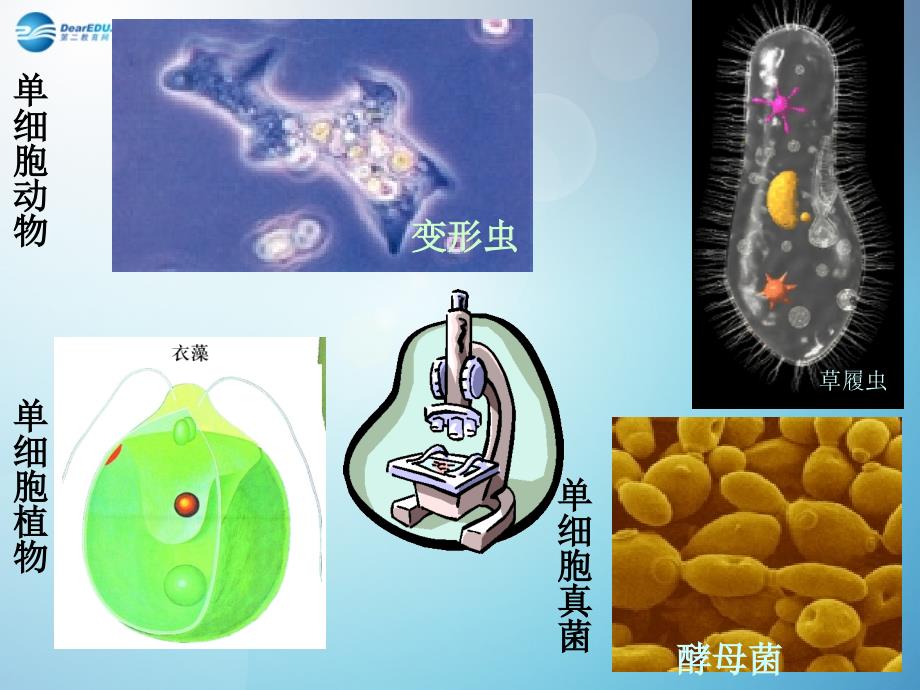 人教初中生物七上《第2单元 第2章 第4节 单细胞生物》PPT课件 (1)_第4页