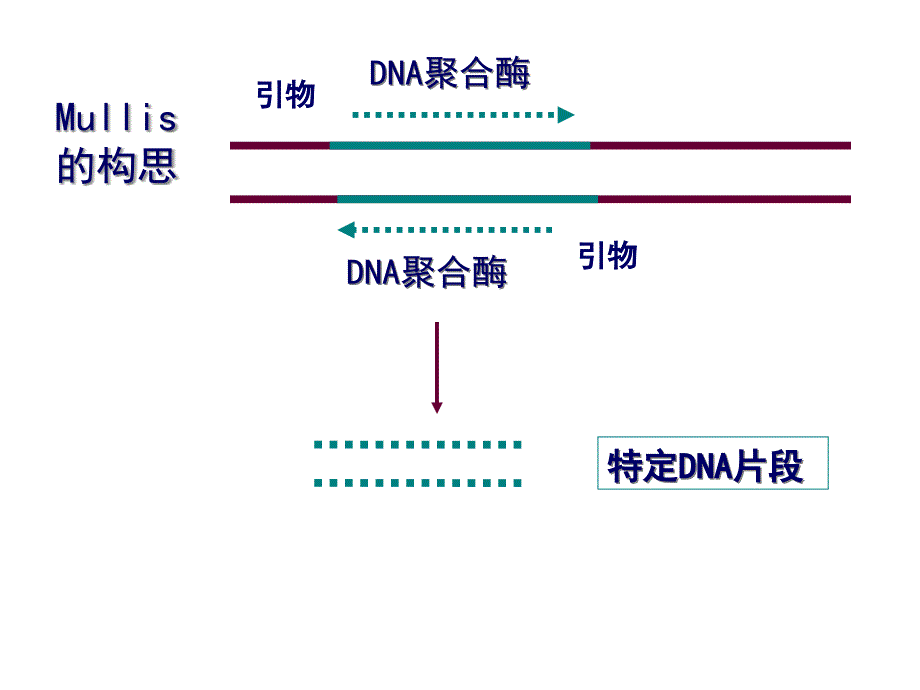 PCR技术及其应用_第4页