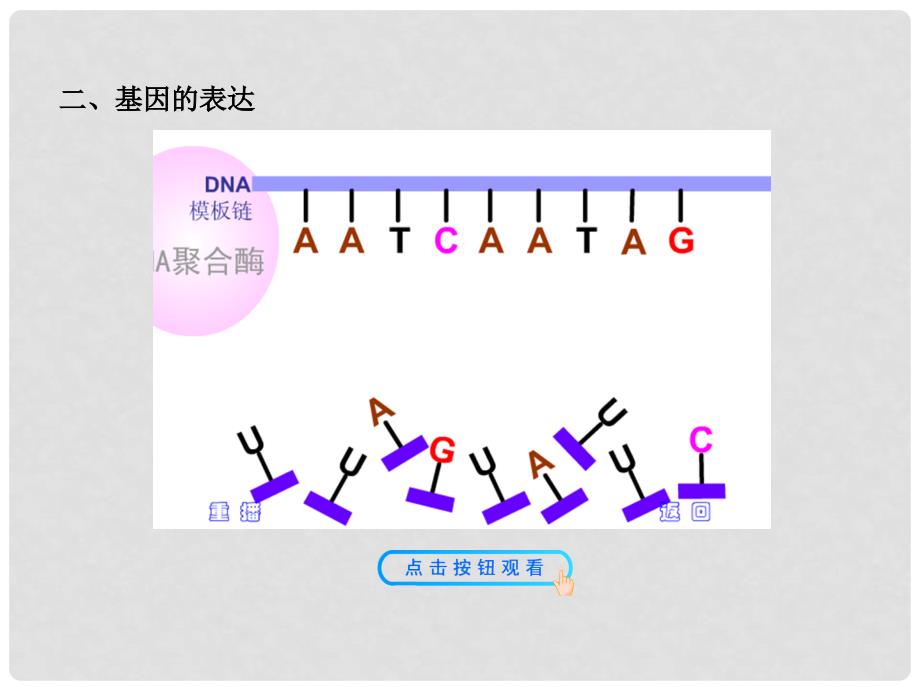 高中生物 2.3.2.1、2认识基因 基因的表达配套课件 中图版必修2_第3页