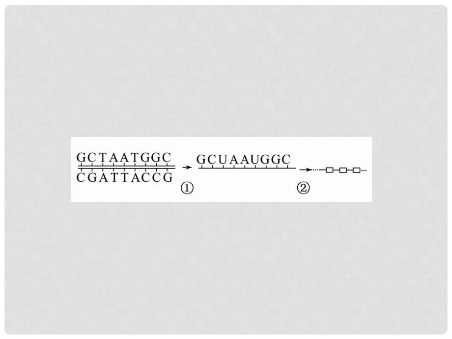 高中生物 2.3.2.1、2认识基因 基因的表达配套课件 中图版必修2_第4页