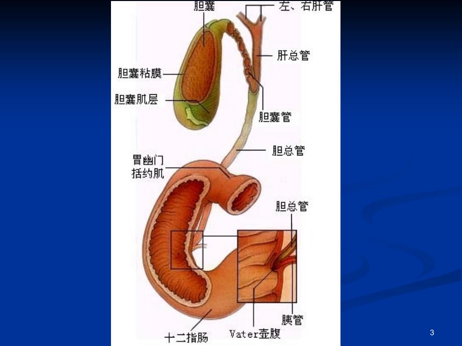 胆石症cholelithiasis含治疗术后饮食特制研究_第3页