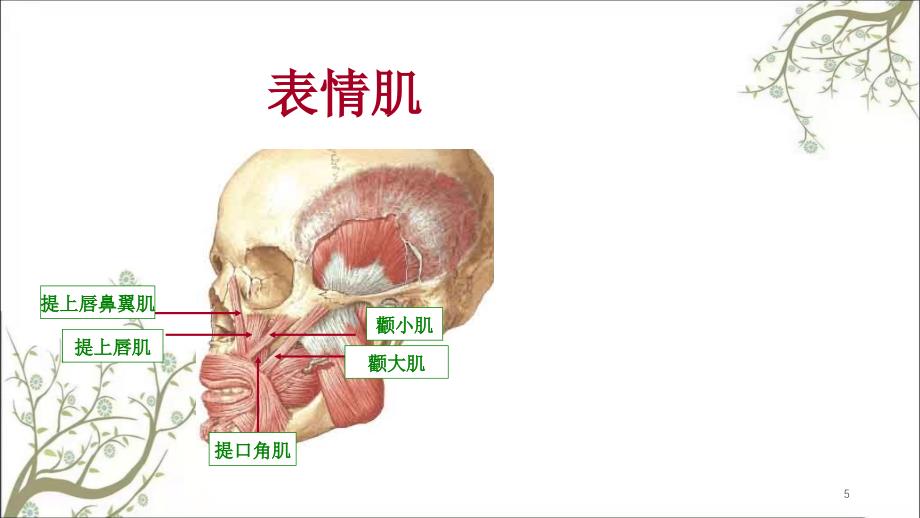 口腔颌面颈部肌群课件_第5页