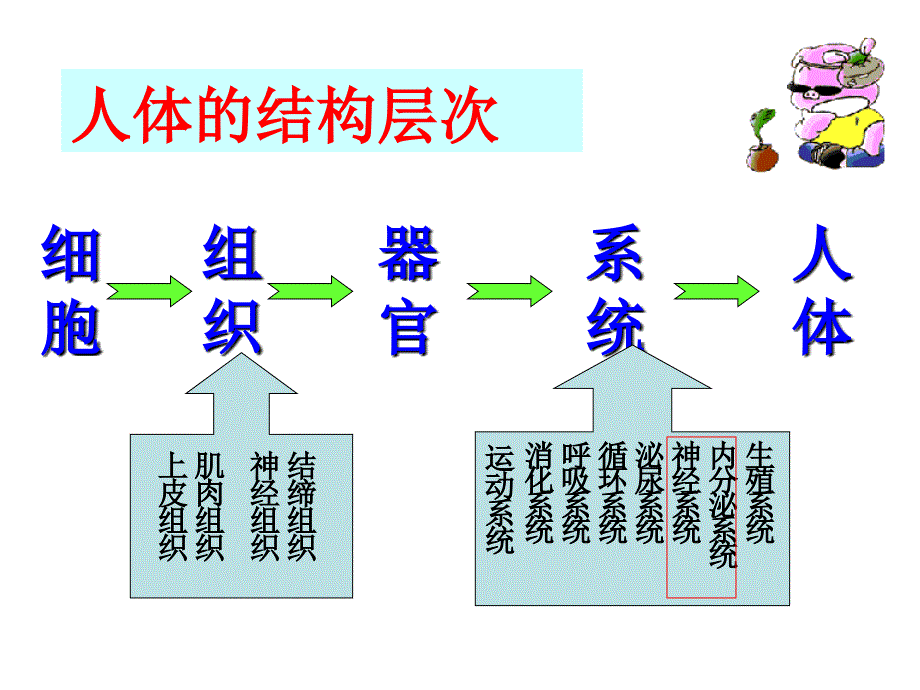 生物七下总复习一消化呼吸课件_第1页