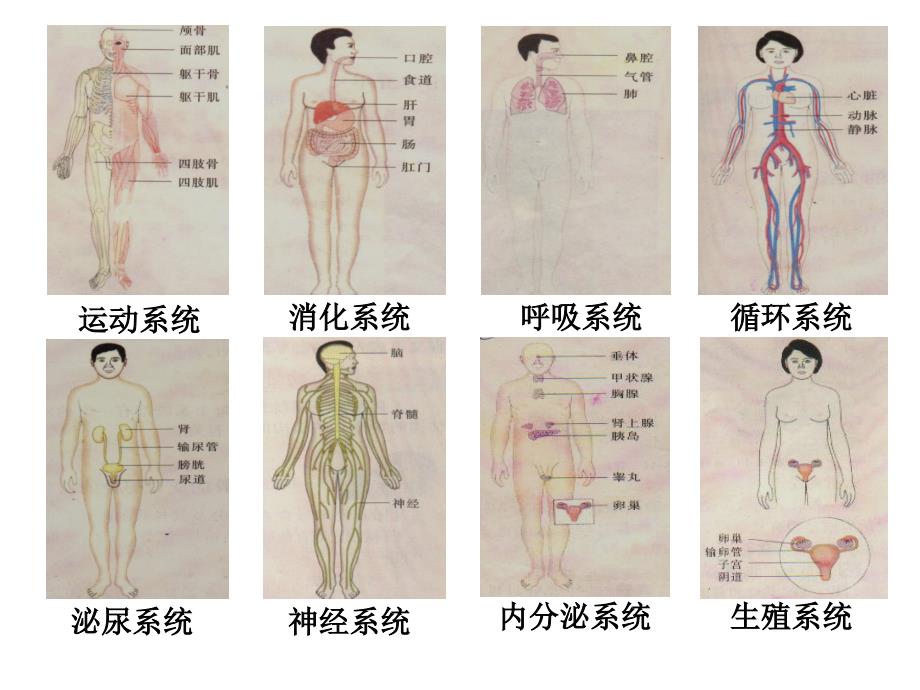 生物七下总复习一消化呼吸课件_第2页