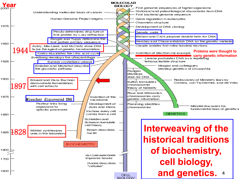 生物化学之糖脂_第4页