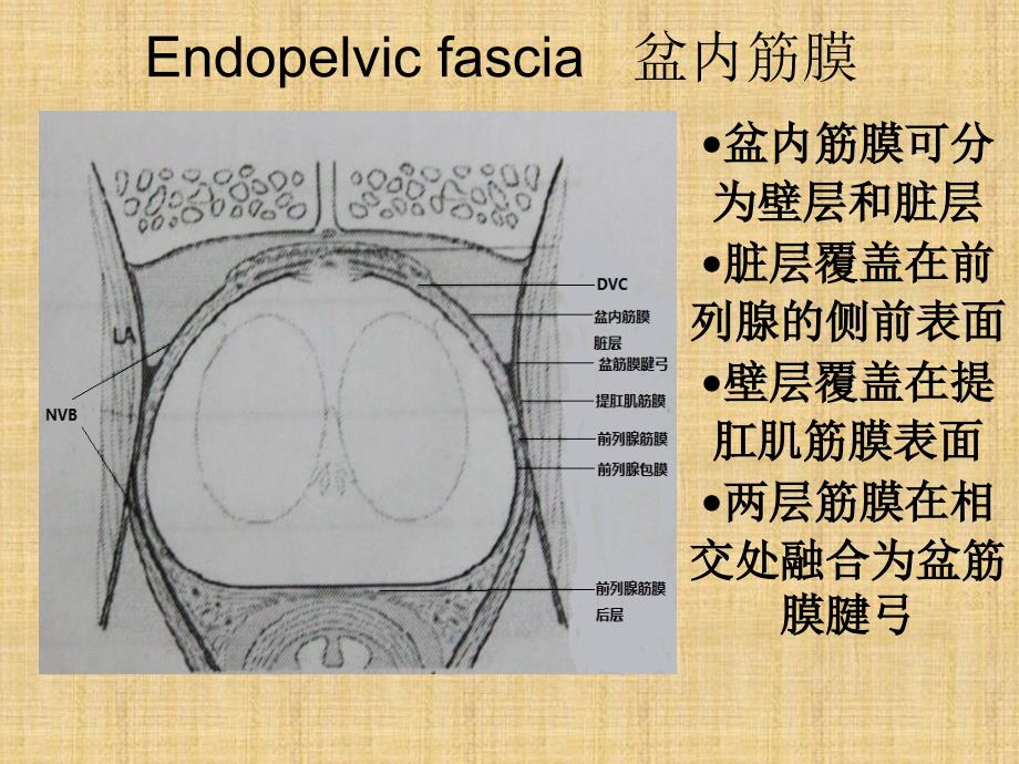 筋膜内根治性前列腺切除术.ppt_第1页