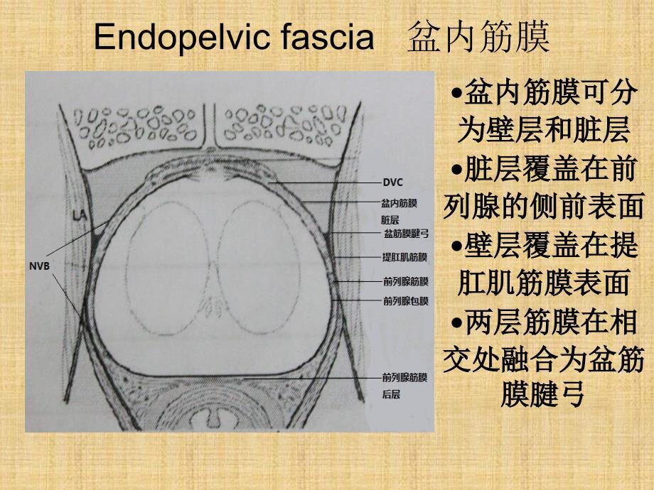 筋膜内根治性前列腺切除术.ppt