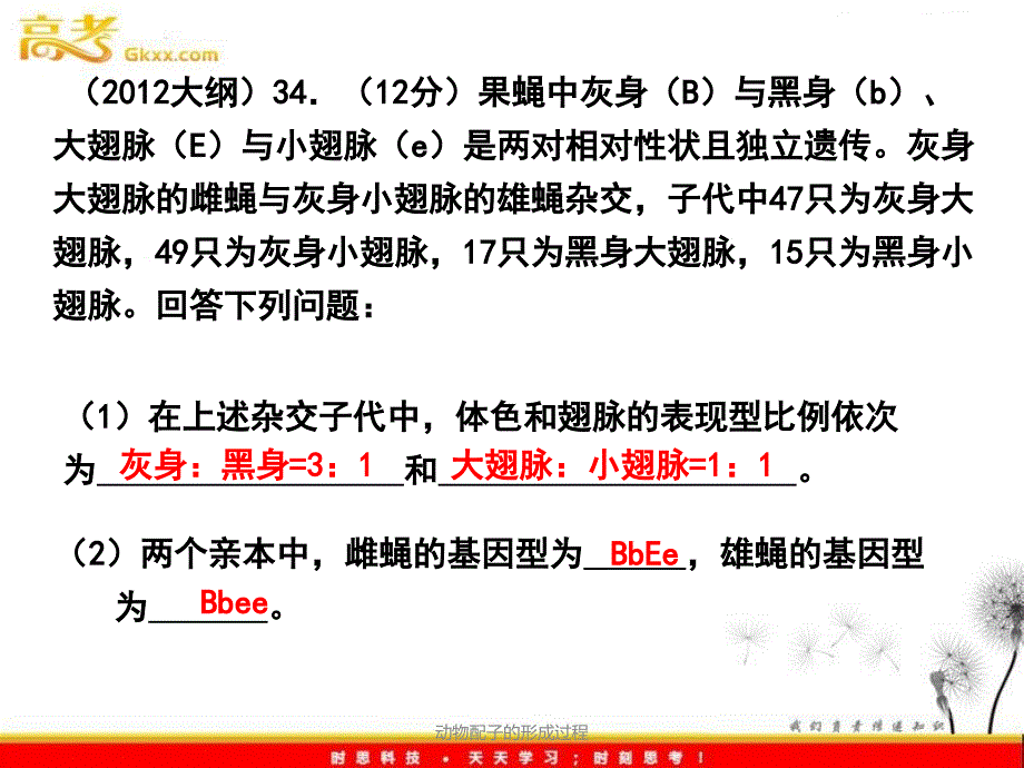 动物配子的形成过程课件_第2页