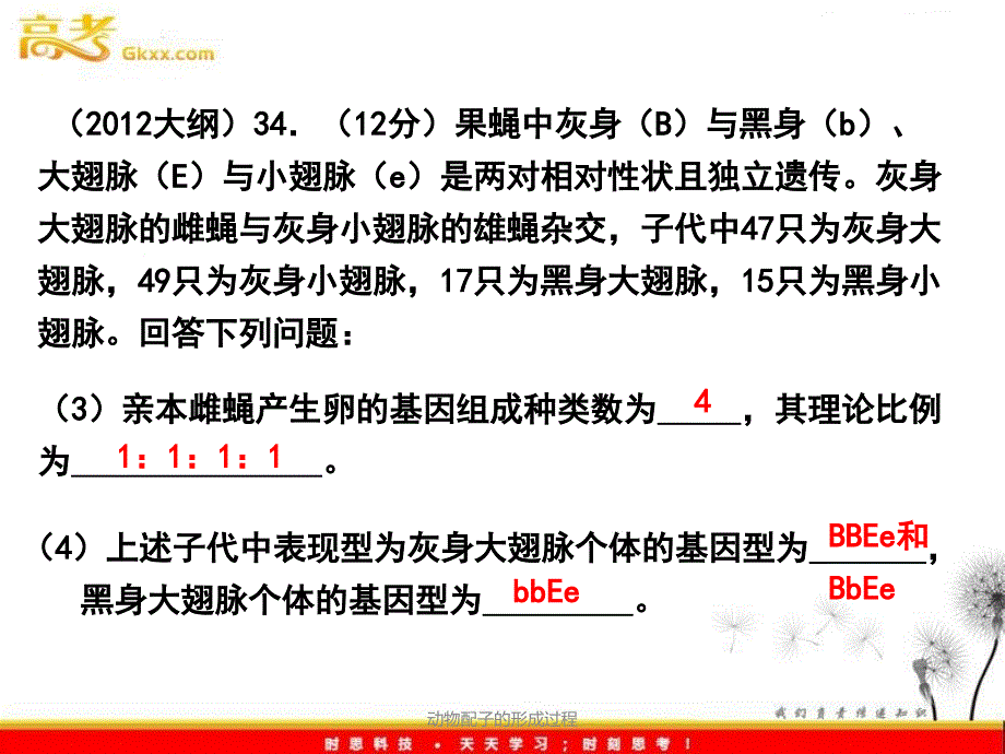 动物配子的形成过程课件_第3页