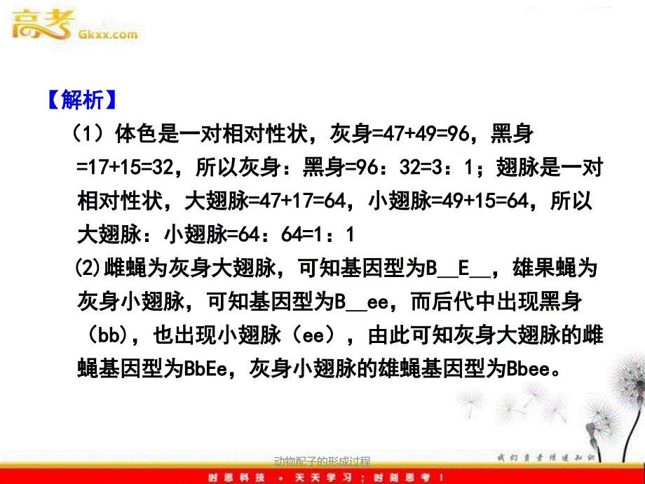 动物配子的形成过程课件_第4页