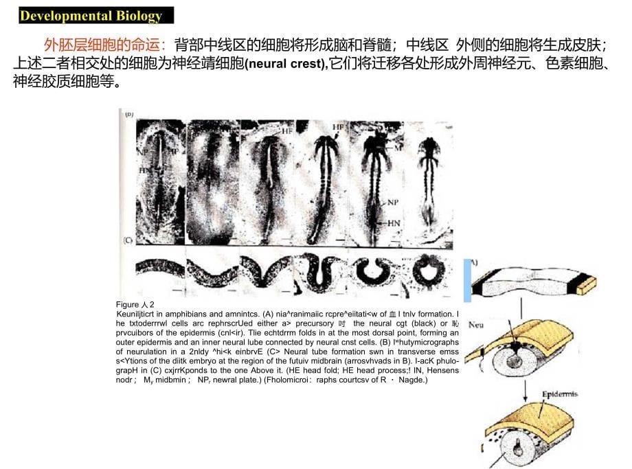 发育生物学课件神经系统的发育_第5页