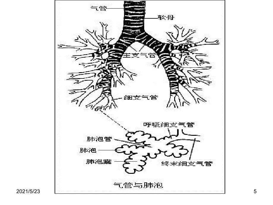 1.2.慢性支气管炎、肺气肿的护理_第5页