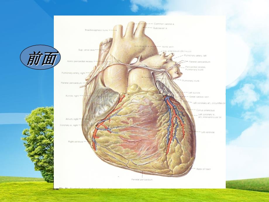 心脏瓣膜结构_第3页