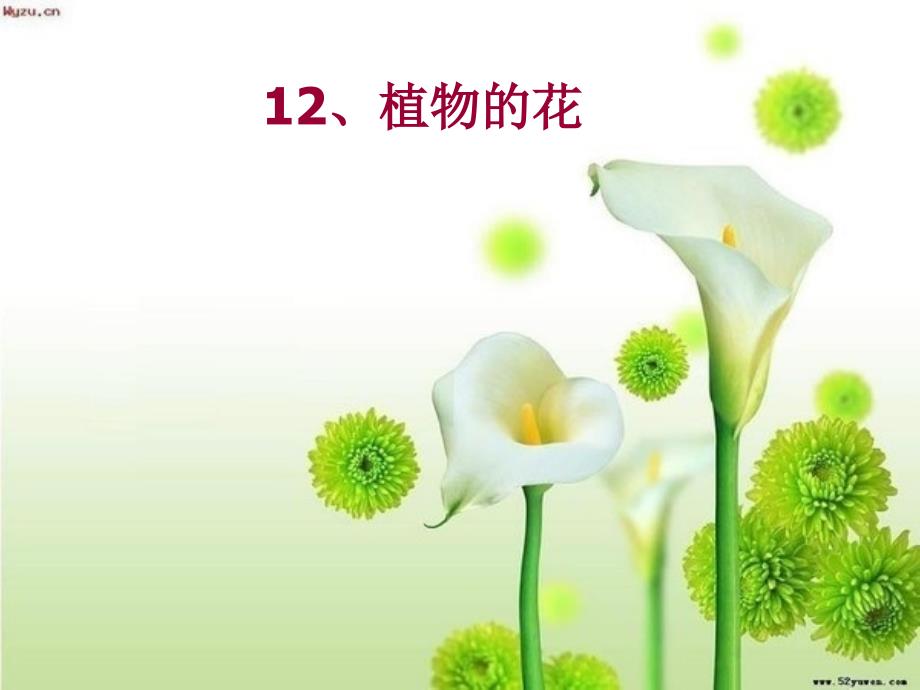 青岛版小学科学五年级下册12.《植物的花》ppt课件_第3页